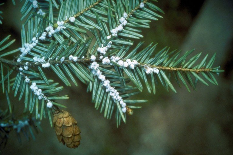 Hemlock-killing insect found in Adirondacks for first time: DEC