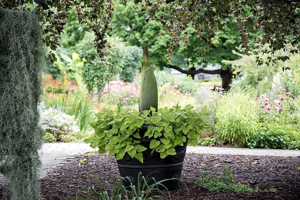 Cornell's foul-smelling corpse flower set to bloom outdoors for the first time