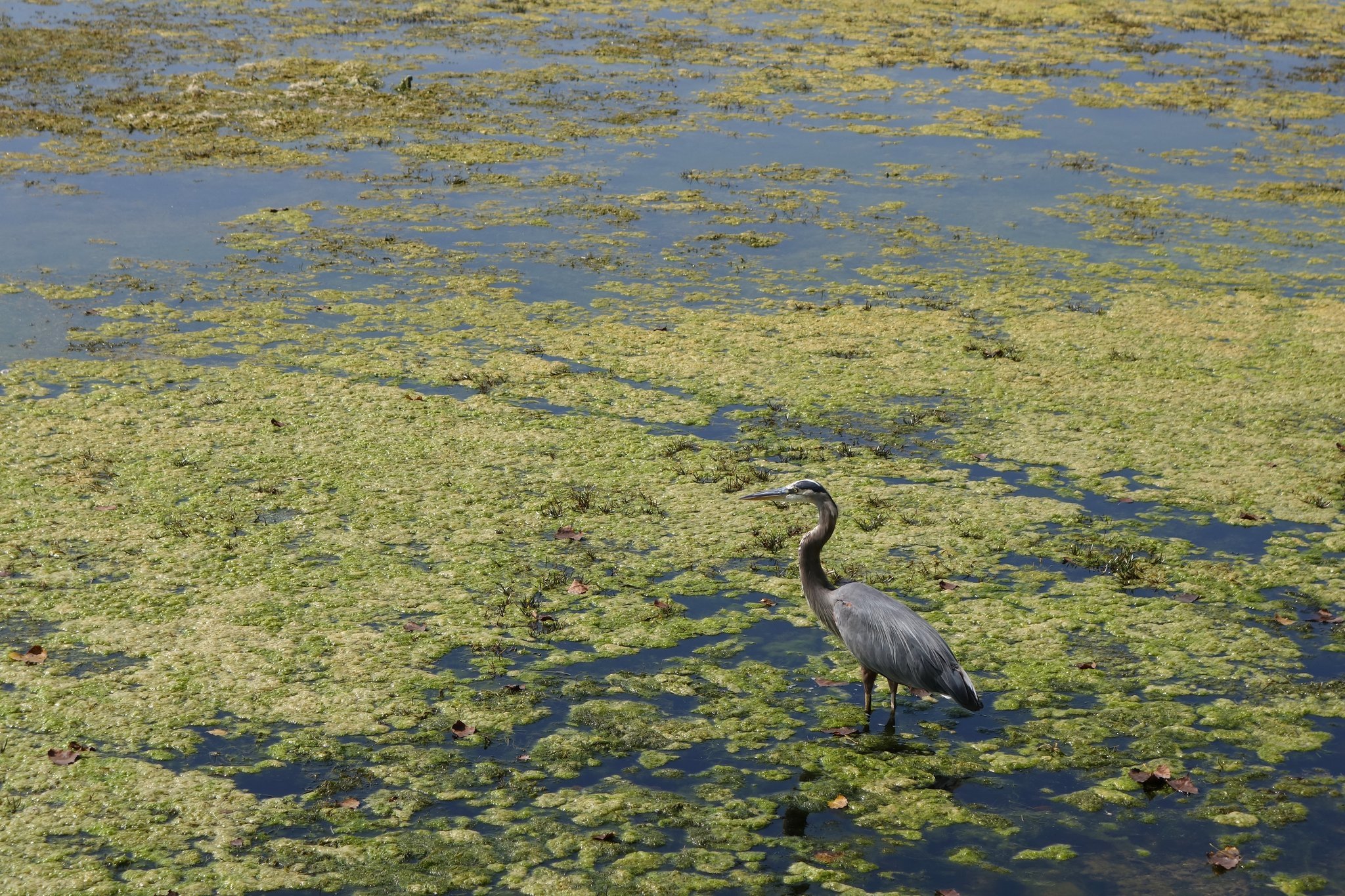 Toxic algae spreads to more New York lakes and ponds; nearly 50 this week