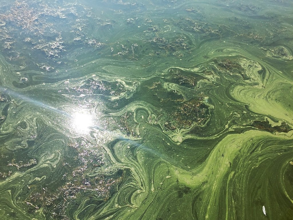 Number of toxic algae blooms in New York up 25 percent this week