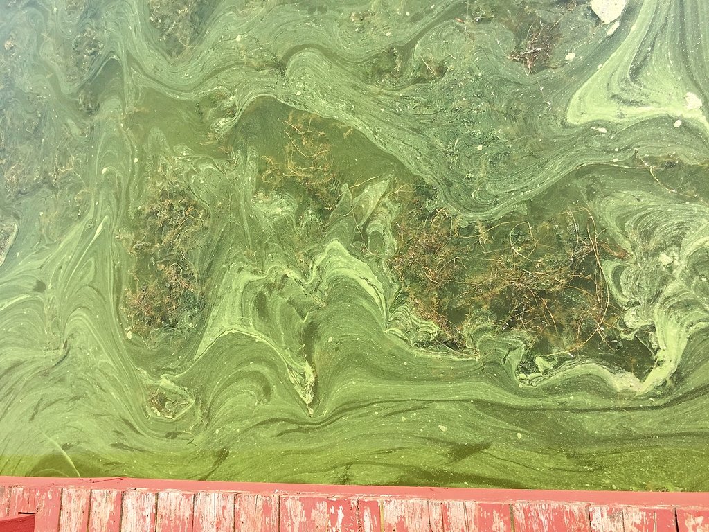 Toxic blue-green algae blooms now found in 66 Upstate NY lakes and ponds