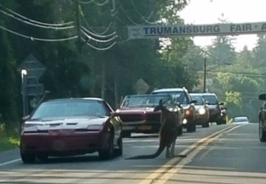 Kangaroo loose in Upstate NY village escaped from nearby fairgrounds