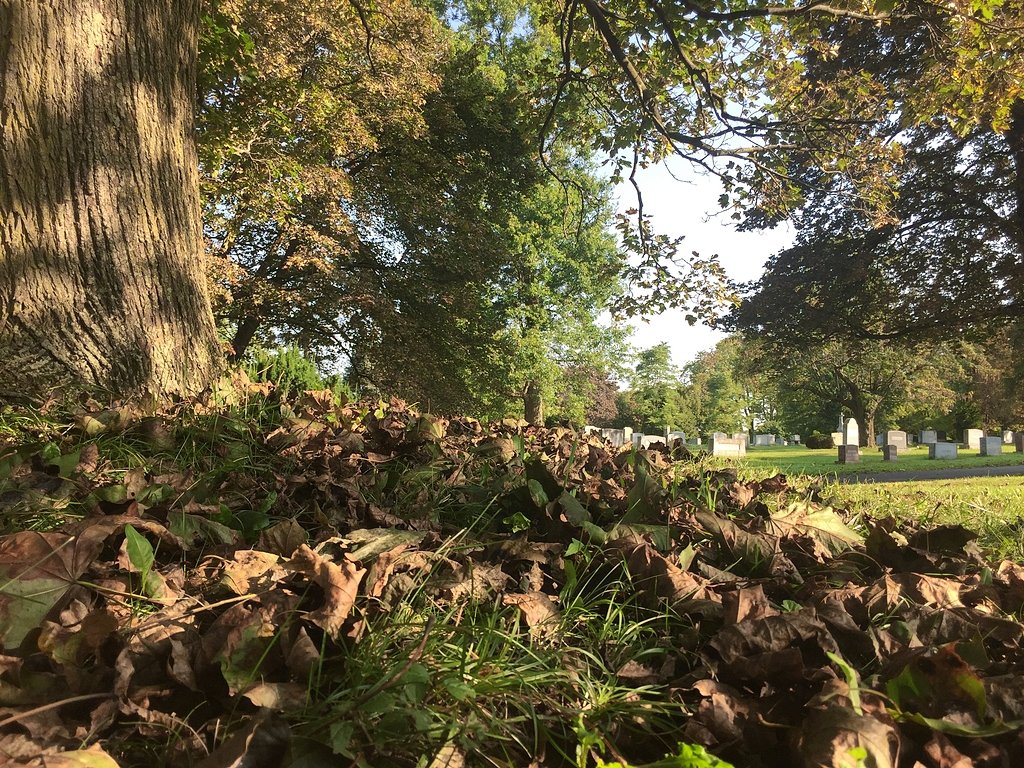 Upstate NY Norway maples hit by 'particularly bad' fungal infections this year
