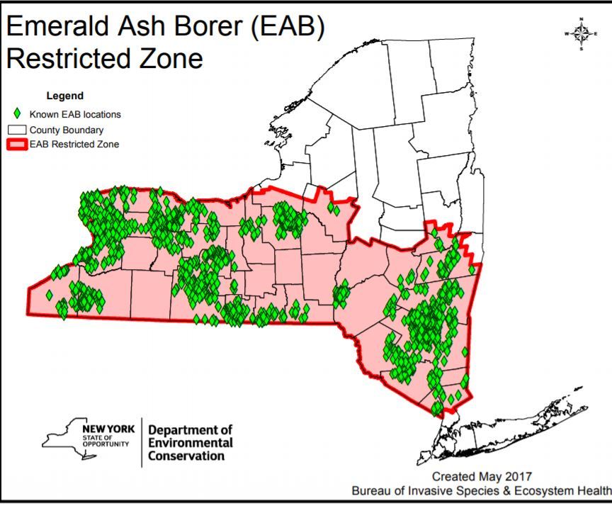Destructive emerald ash borer found in Northern New York for first time