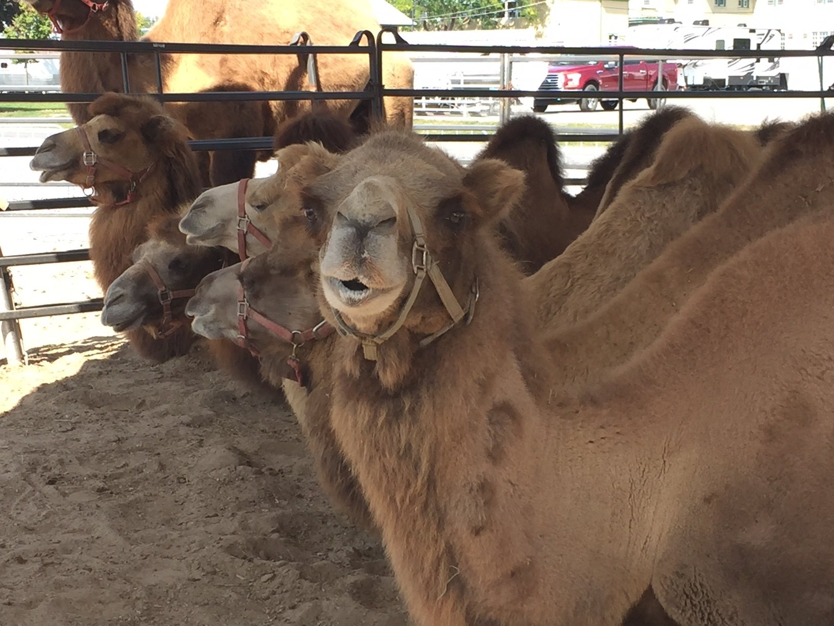NYS Fair petting zoo animals, held up by Hurricane Irma, finally leave fairgrounds