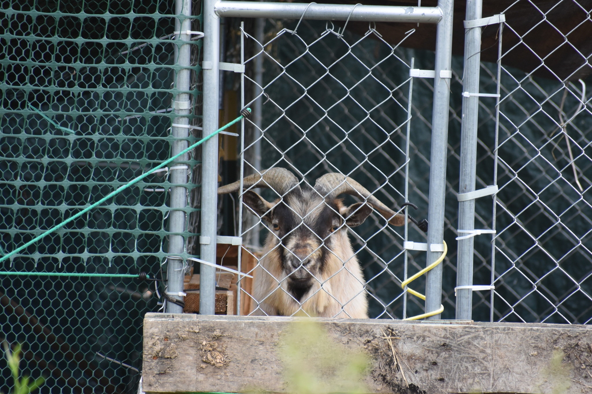 Oswego County SPCA, others fear dozens of animals are neglected on Palermo farm