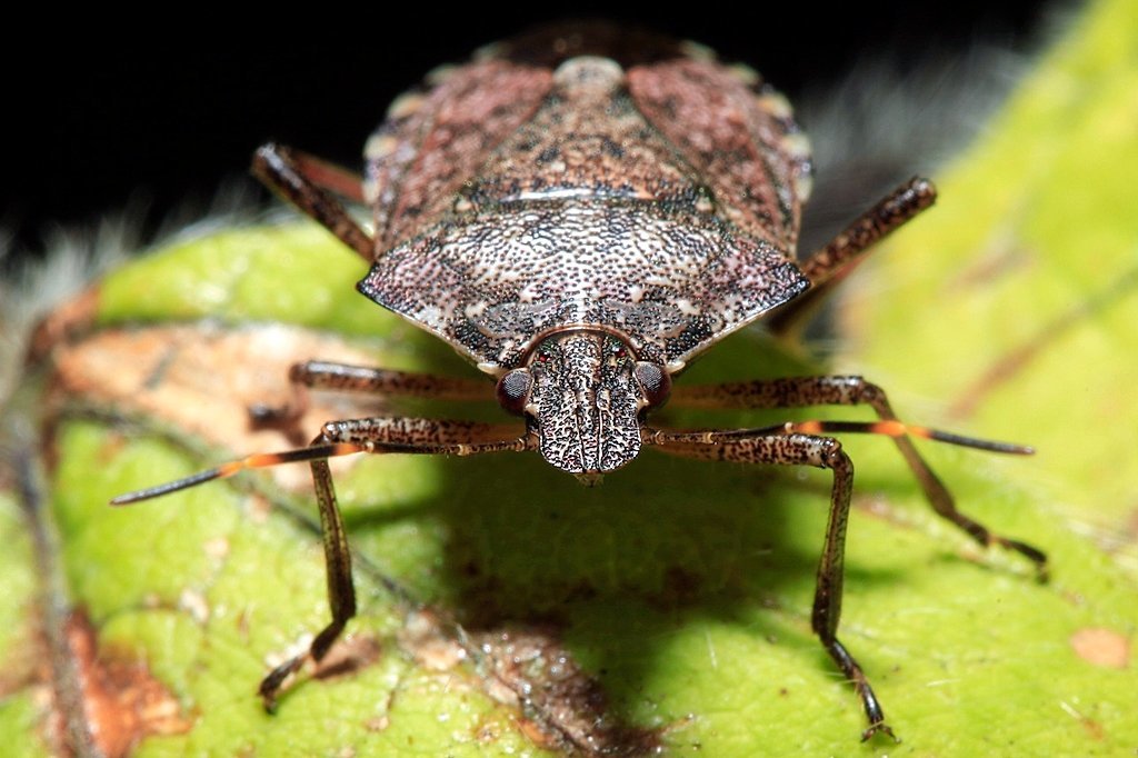 Stink bug season: Those ugly, smelly bugs are trying to get into your house