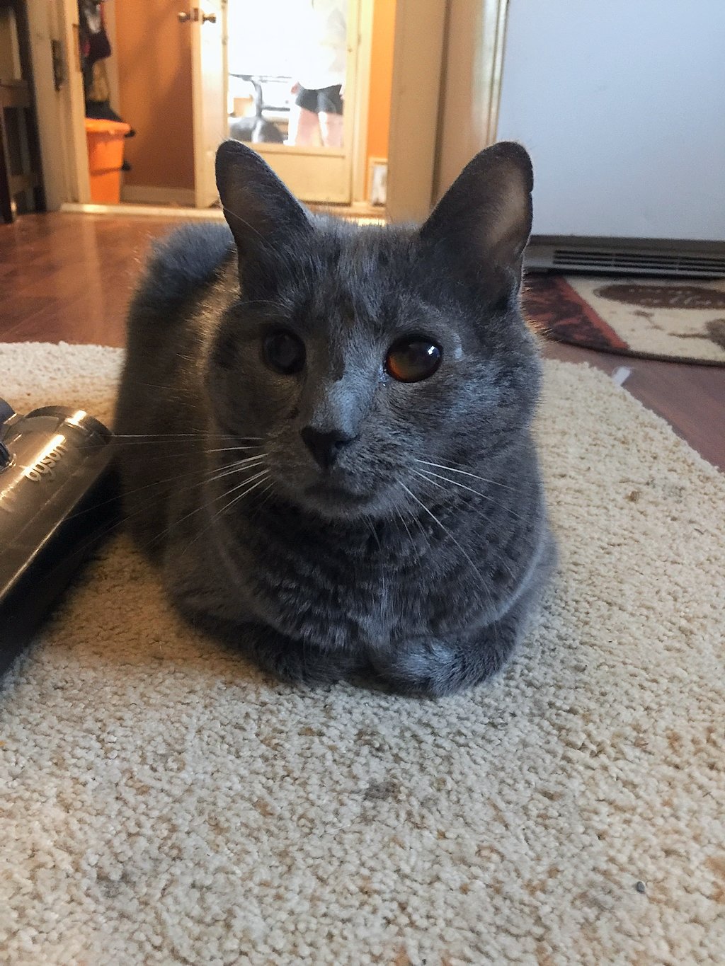 Oswego cat shot in eye with BB, blinded; reward offered to find shooter
