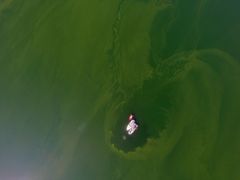 Newly discovered algae toxin in Finger Lakes is especially deadly to dogs