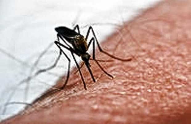 Oswego County officials warn of mosquito threat after horse contracts fatal virus
