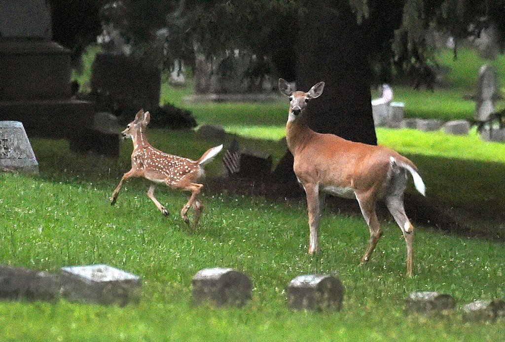 State lawmaker says newly introduced bills would make it easier to cull deer