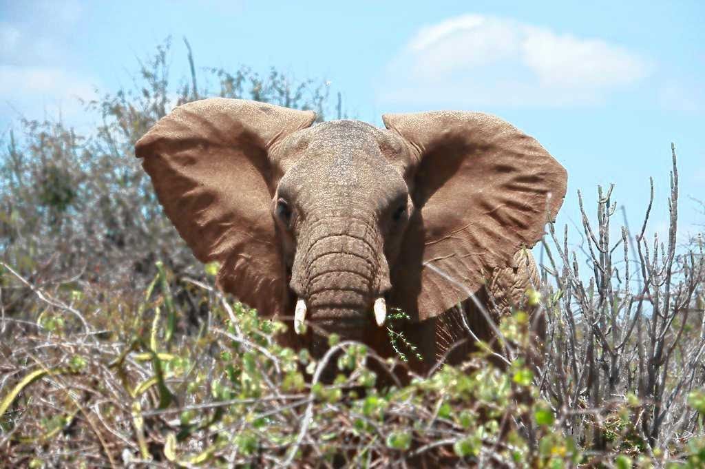 Gov. Cuomo signs bill to prohibit elephants in shows like circuses and carnivals