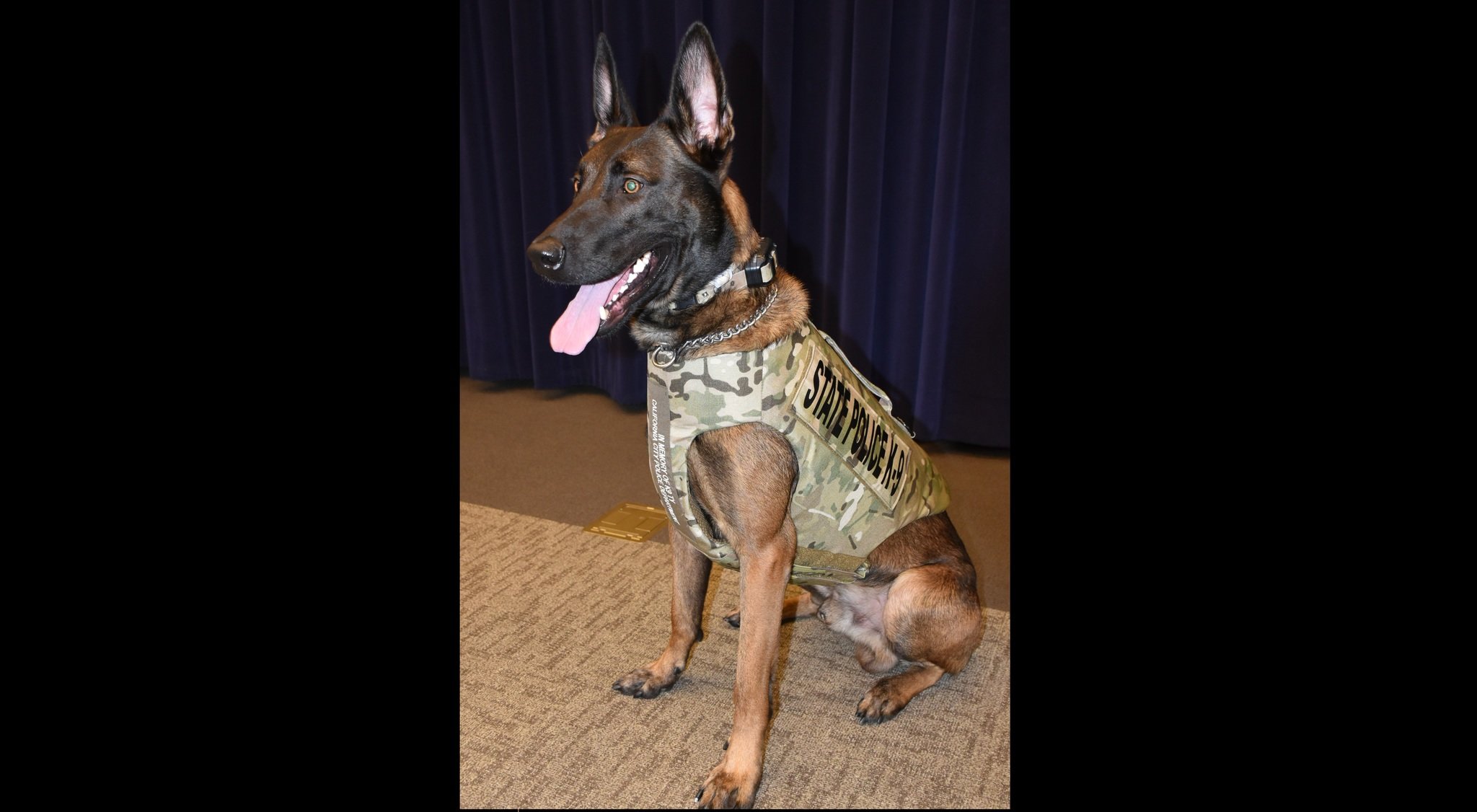 State Police dog dies on call after partner's shot accidentally hits dog