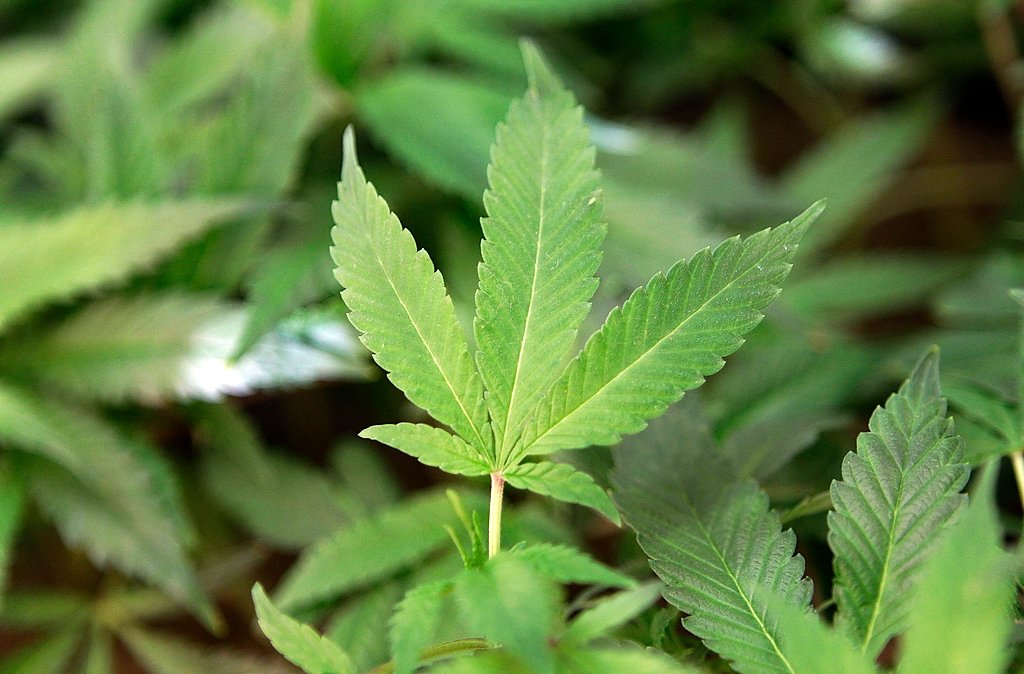 Upstate NY wine, beer giant Constellation Brands moves toward drinkable marijuana