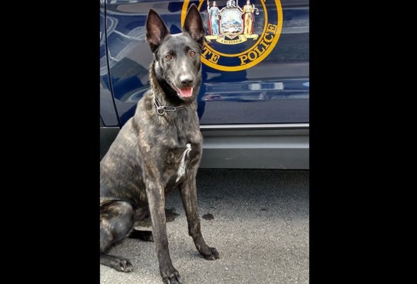 State police dog missing in St. Lawrence County; Troopers ask for assistance