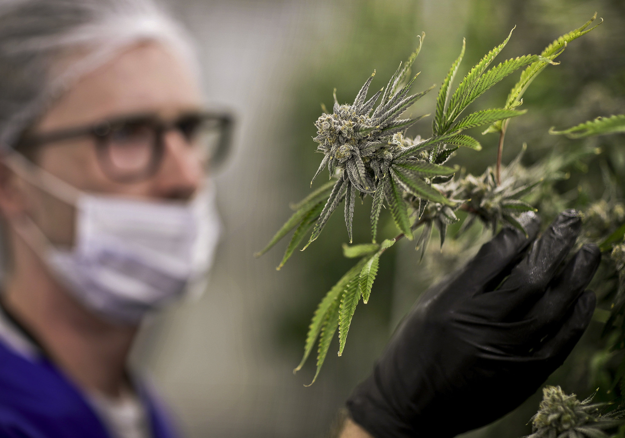 Veterans are key as surge of states, including NY, OK medical marijuana for PTSD