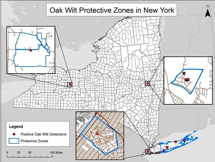 Oak-killing fungus discovered again in Upstate NY