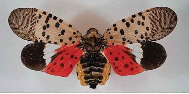 Invasive insect discovered in New York 'can wreak havoc' on crops