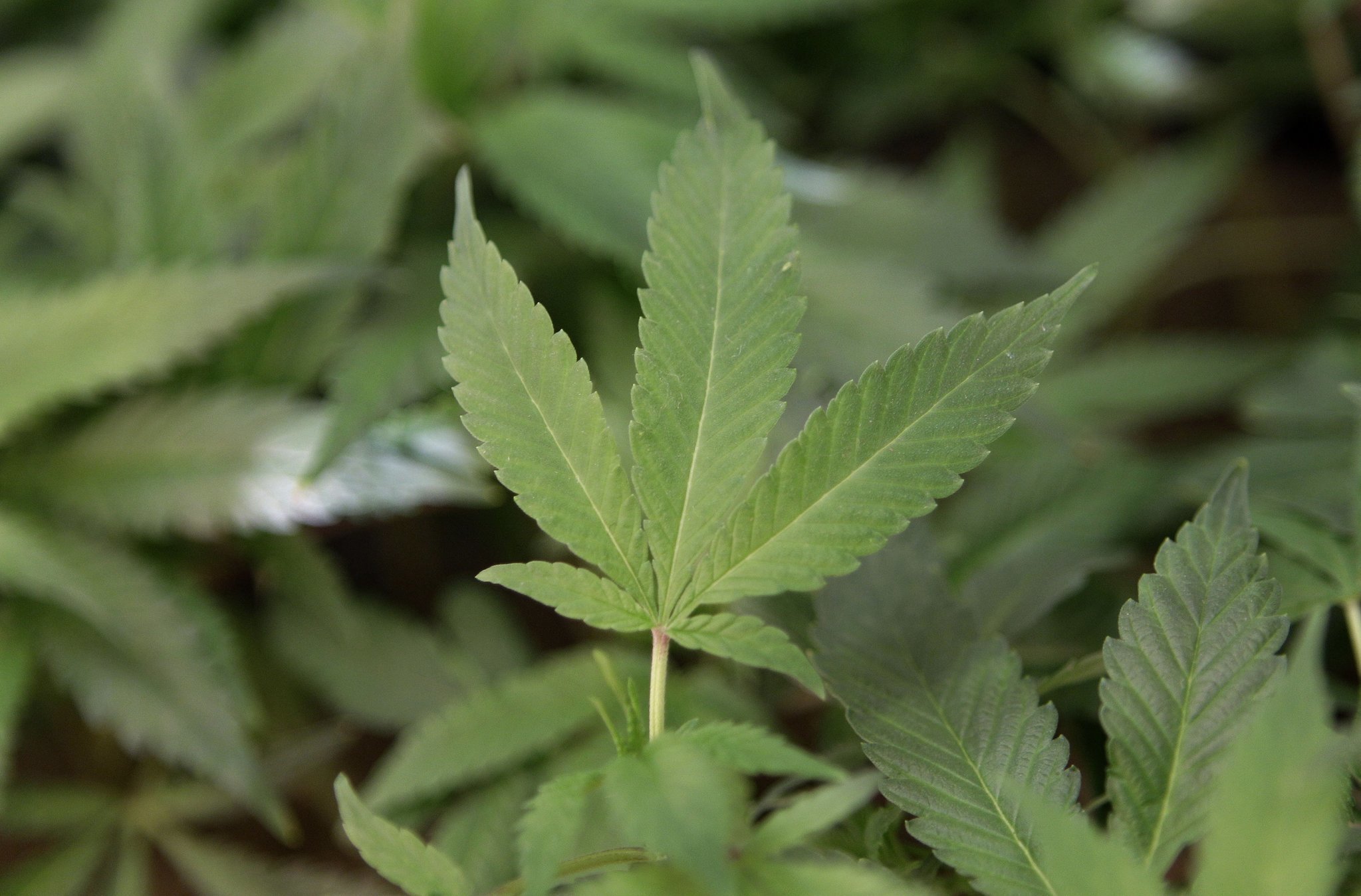 Cuomo softens stand on recreational pot, wants to study legalizing drug