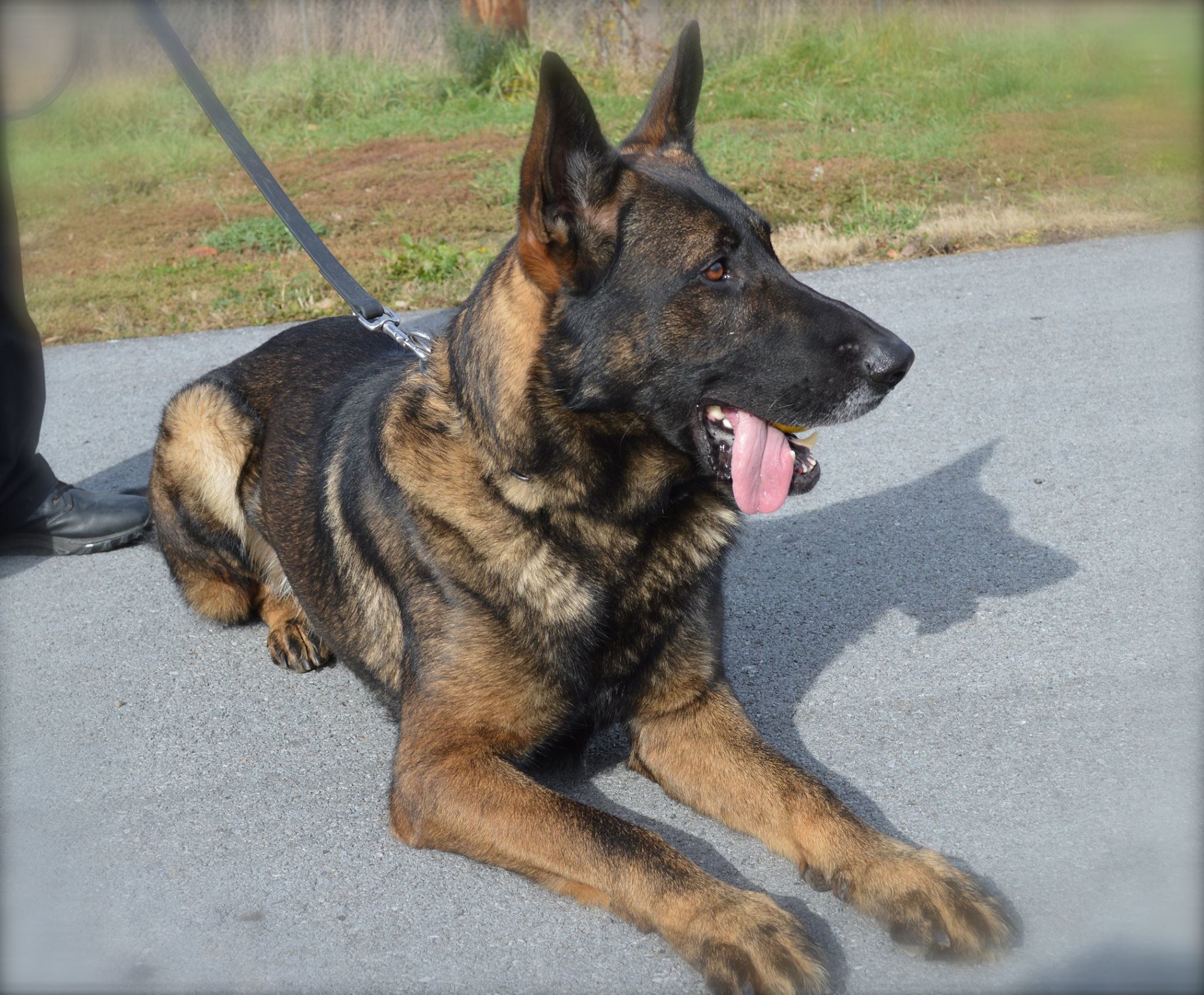 North Country police dog completes search exercise, but chokes on ball, dies