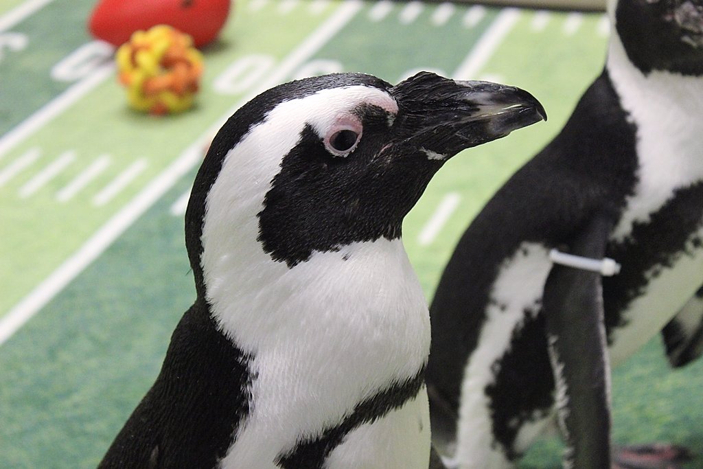 Watch penguins waddle, wobble in Binghamton Zoo's first Penguin Bowl (video)