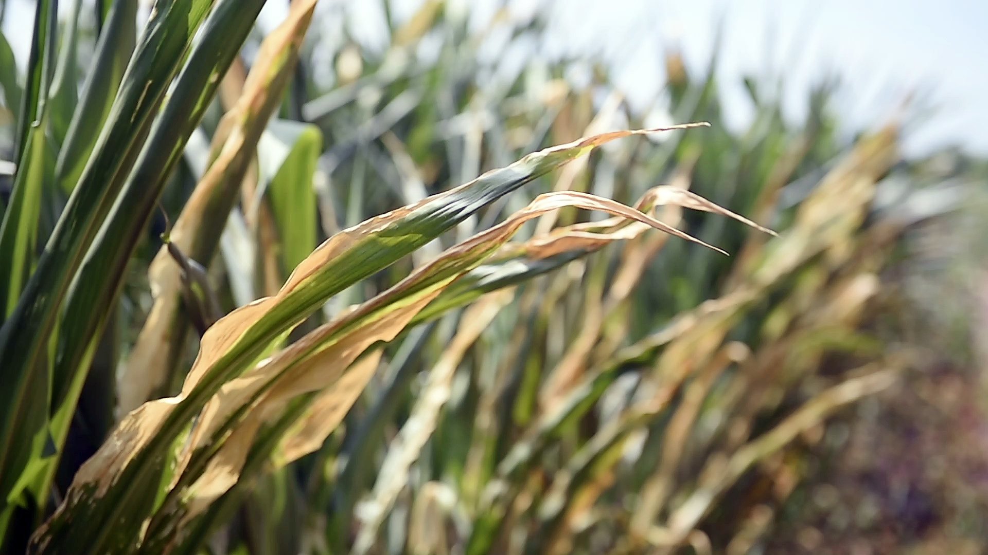 Pre-drought conditions in Upstate NY nearly disappear this week