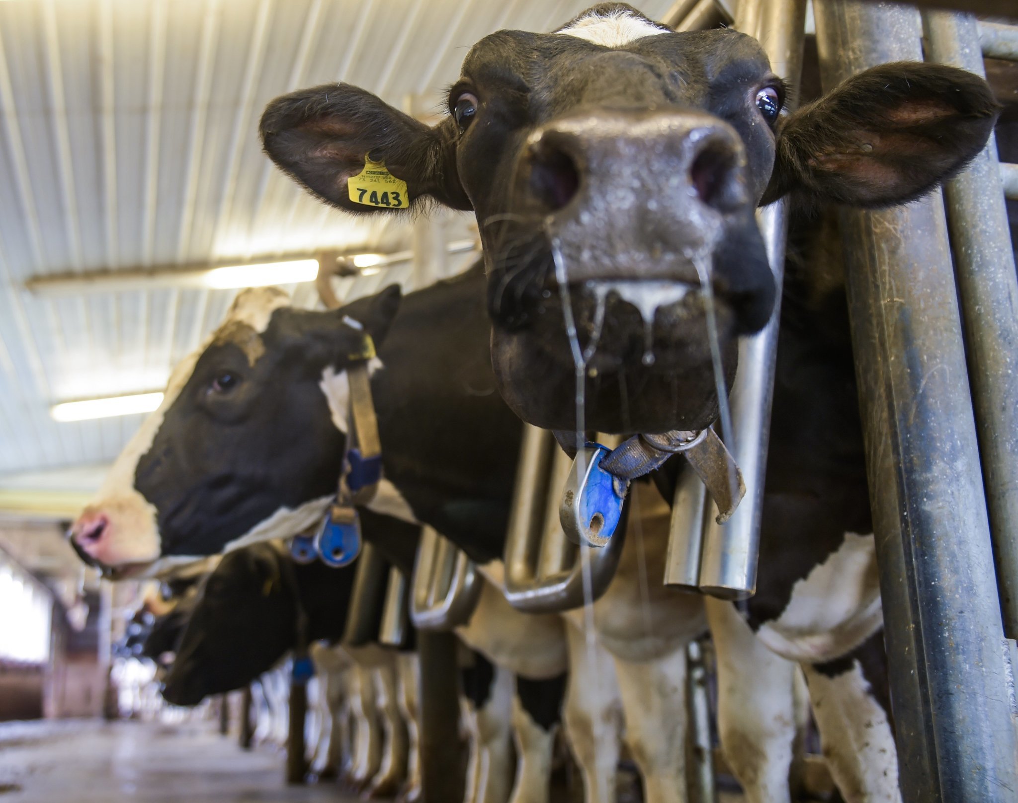 NY dairy farmers struggling as milk prices hit 10-year low (reports)