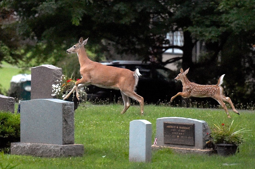 State survey asks NY residents about deer concerns