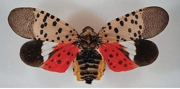 New York state launches campaign to control new invasive species