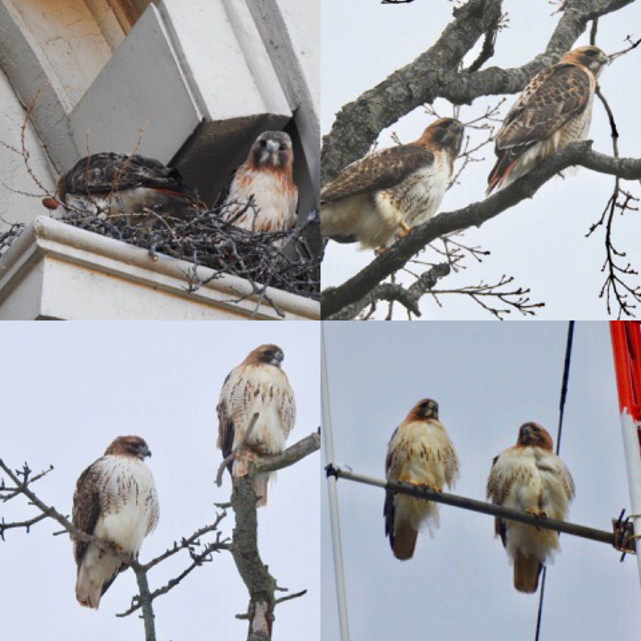 Move over, April the giraffe: Live cam to capture three hawk eggs hatching at SU