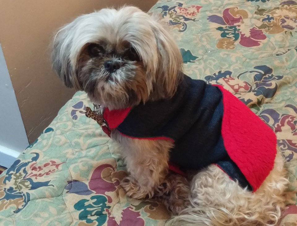 She's walking from Canada to Texas with her little dog because ... why not?