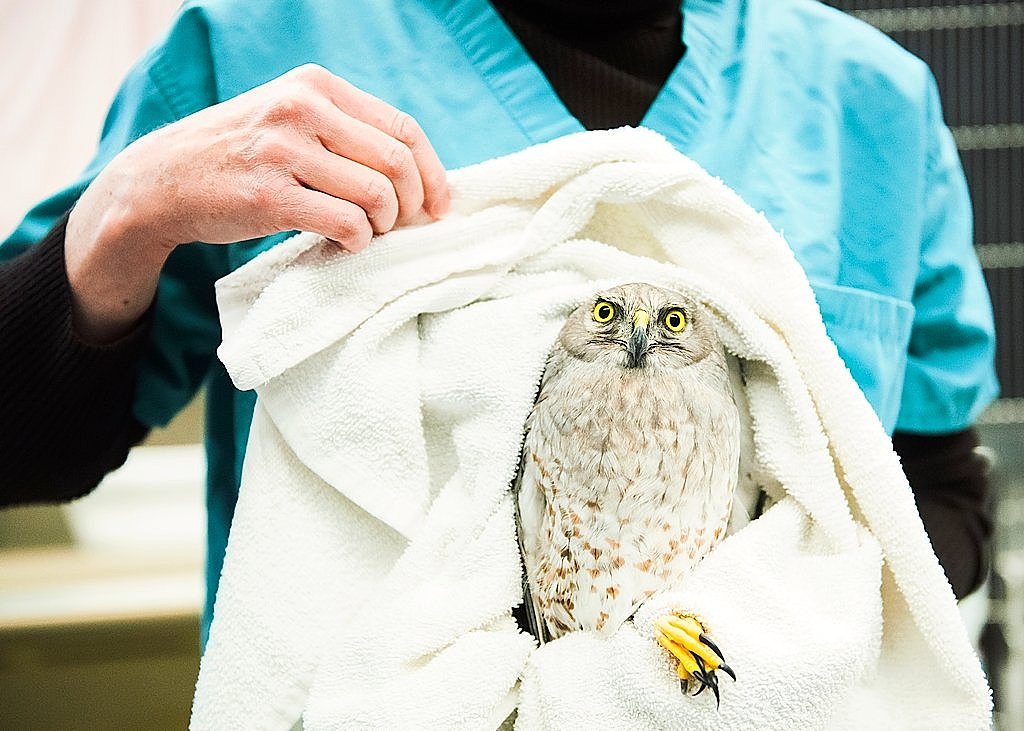 Poisoned hawk rescued from SU campus released at Montezuma Wildlife Refuge (video)
