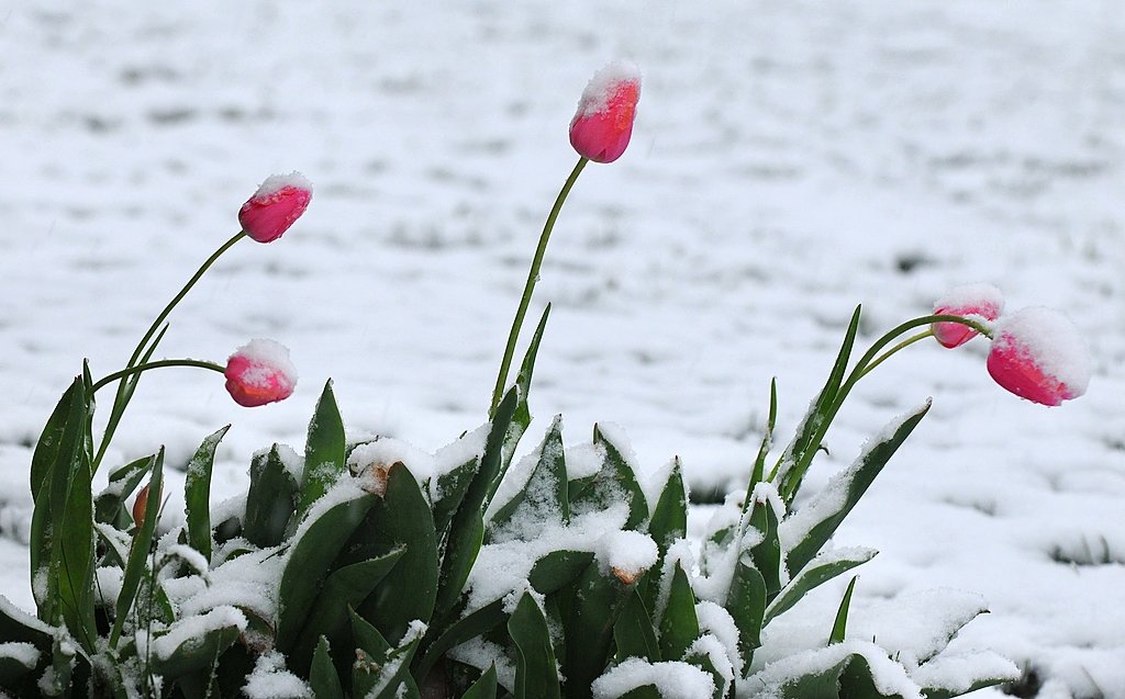 Are we done with snow in Upstate NY? The experts disagree