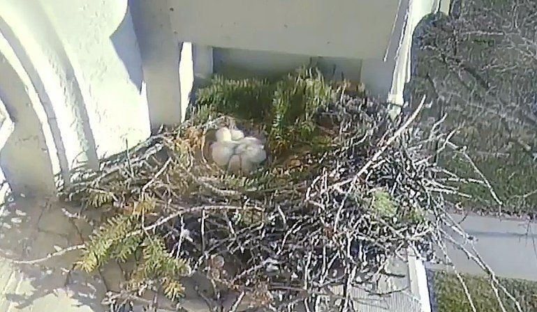 Hawk watch: Three red-tailed hawk eggs hatch at Syracuse University (video)