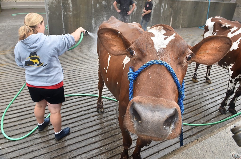 Schumer says Paul Ryan has joined effort to end Canadian dairy trade barriers