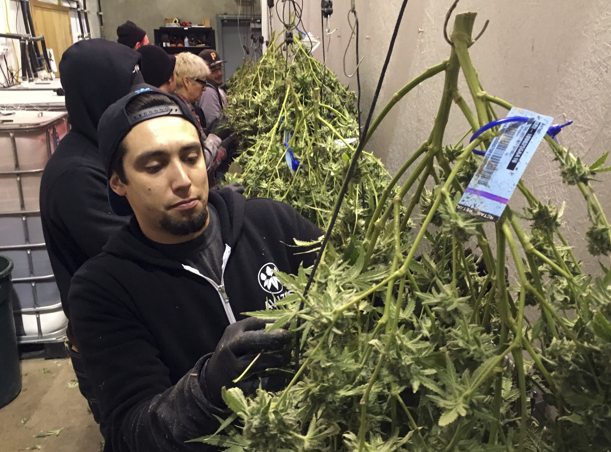 Poll: NY voters favor legalizing marijuana by almost 2-to-1 margin