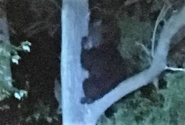 'Beary Manilow' spotted running down street, climbing tree in Rome, police say
