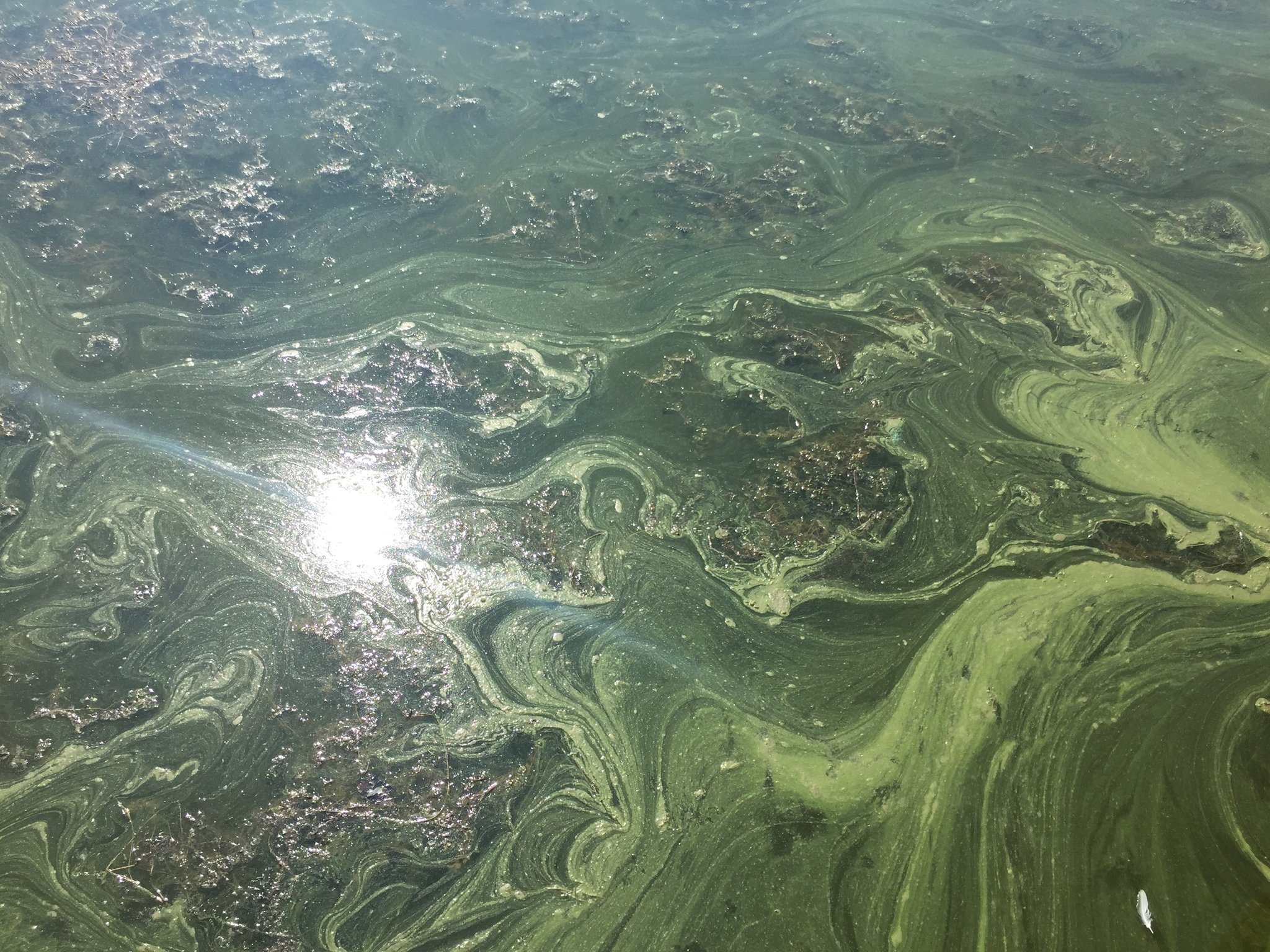 Toxic algae blooms expanding in Upstate NY as weather heats up
