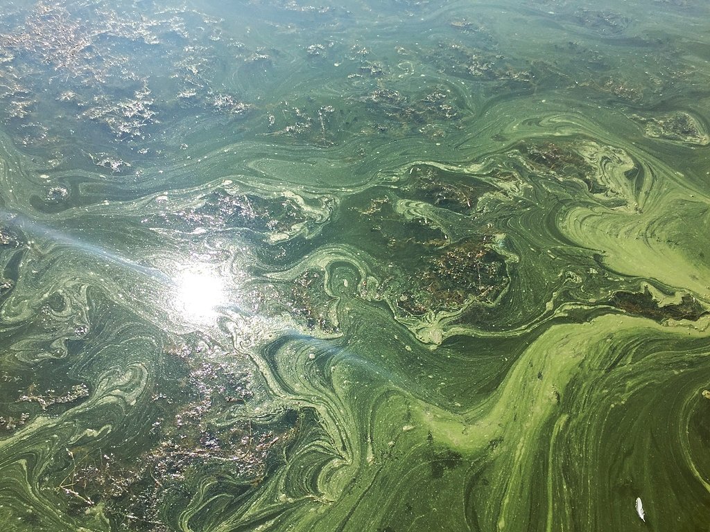 More toxic algae blooms pop up in Upstate NY. The heat wave will make them worse