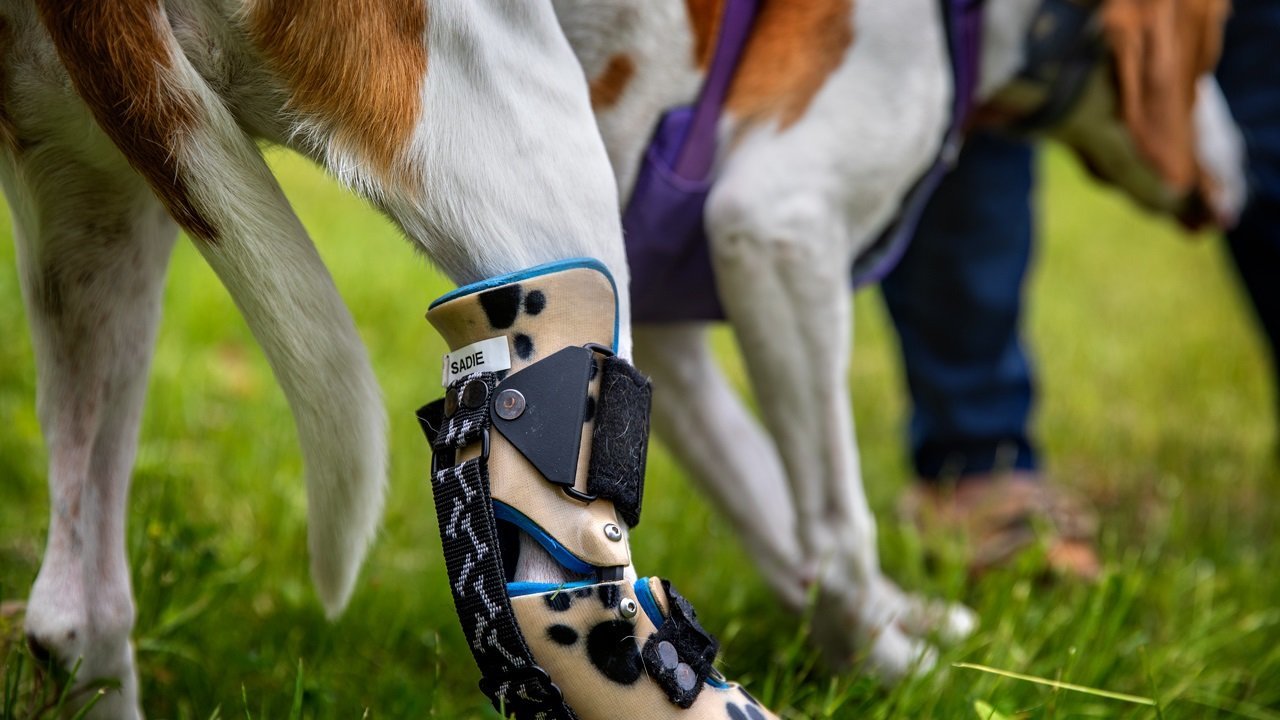 How a dog traveled 400 miles over 2 years, lost paw in trap is saved by strangers, Cornell