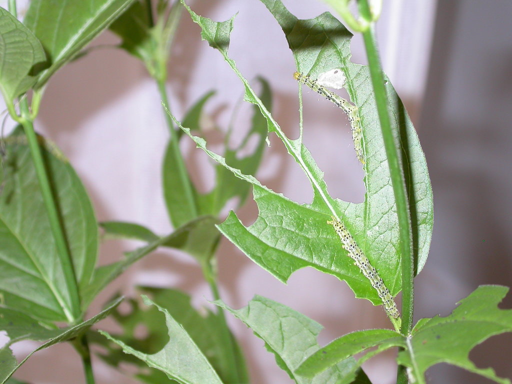 How a Ukrainian moth could help Upstate NY's beleaguered monarch butterflies