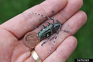 Hey, Upstate NY pool owners: Keep an eye out for this invasive species