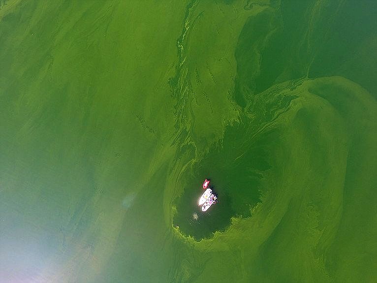 Harmful algae found in nearly 100 water bodies in New York
