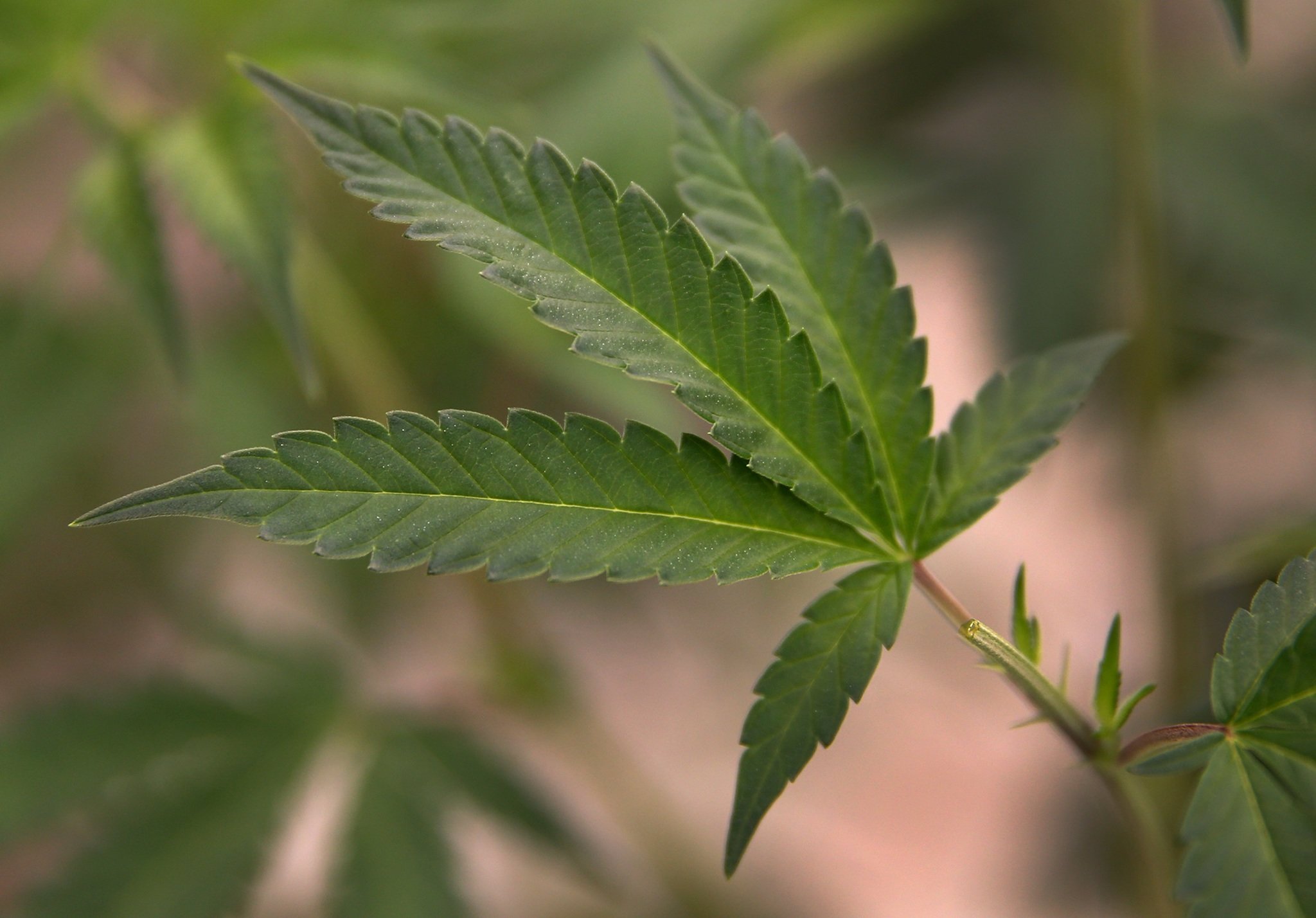 Cuomo's office hosts legal marijuana hearing in E. Syracuse tonight
