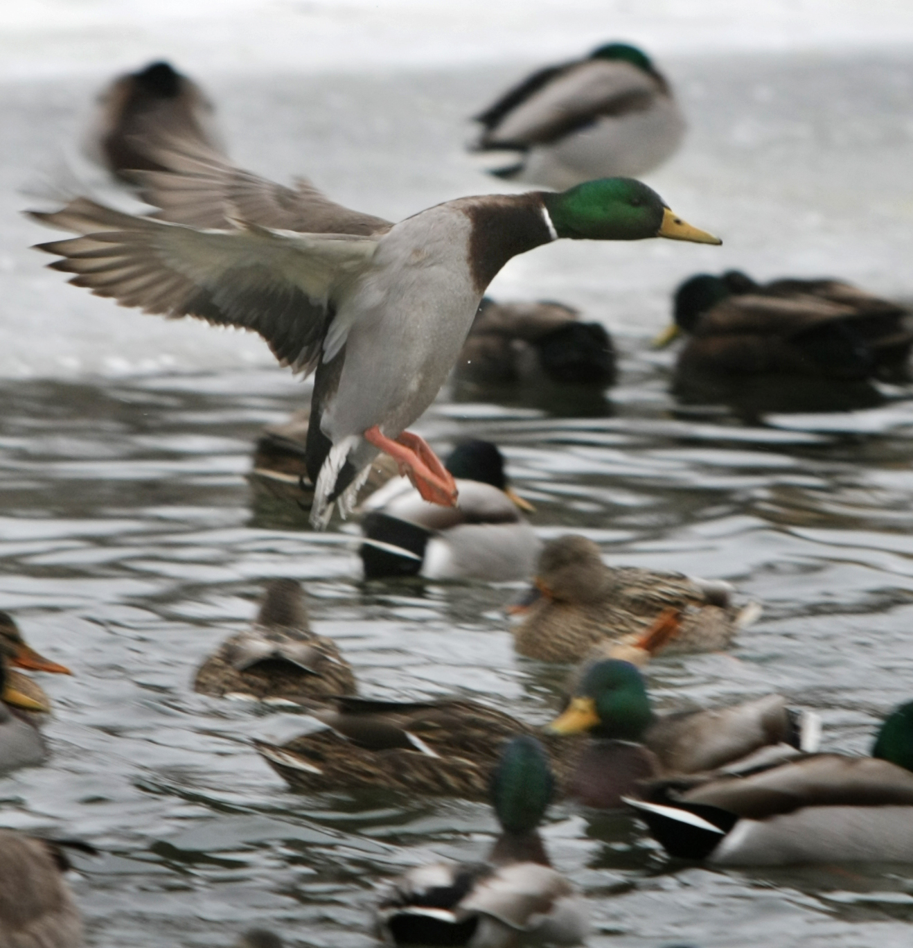 Fewer Canada geese, mallard ducks Hunting restrictions will tighten