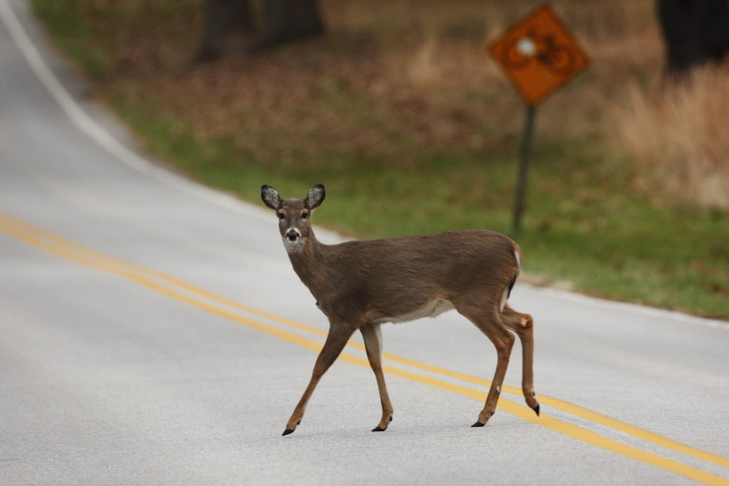 Oh, deer! N.J. issues annual warning to drivers