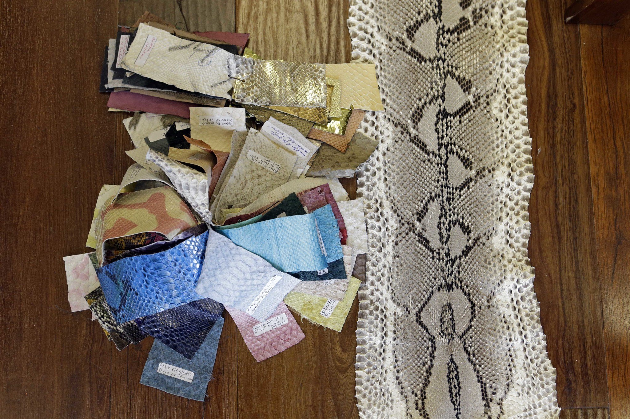 106 Burmese pythons captured in Florida hunt, including 15-footer | AL.com